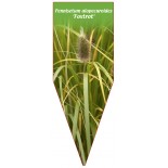 pennisetum-alopecuroides-foxtrot-1