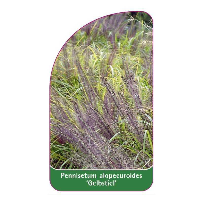 pennisetum-alopecuroides-gelbstiel-1