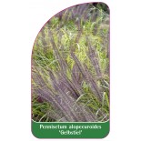 pennisetum-alopecuroides-gelbstiel-1