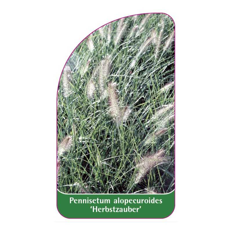 pennisetum-alopecuroides-herbstzauber-1