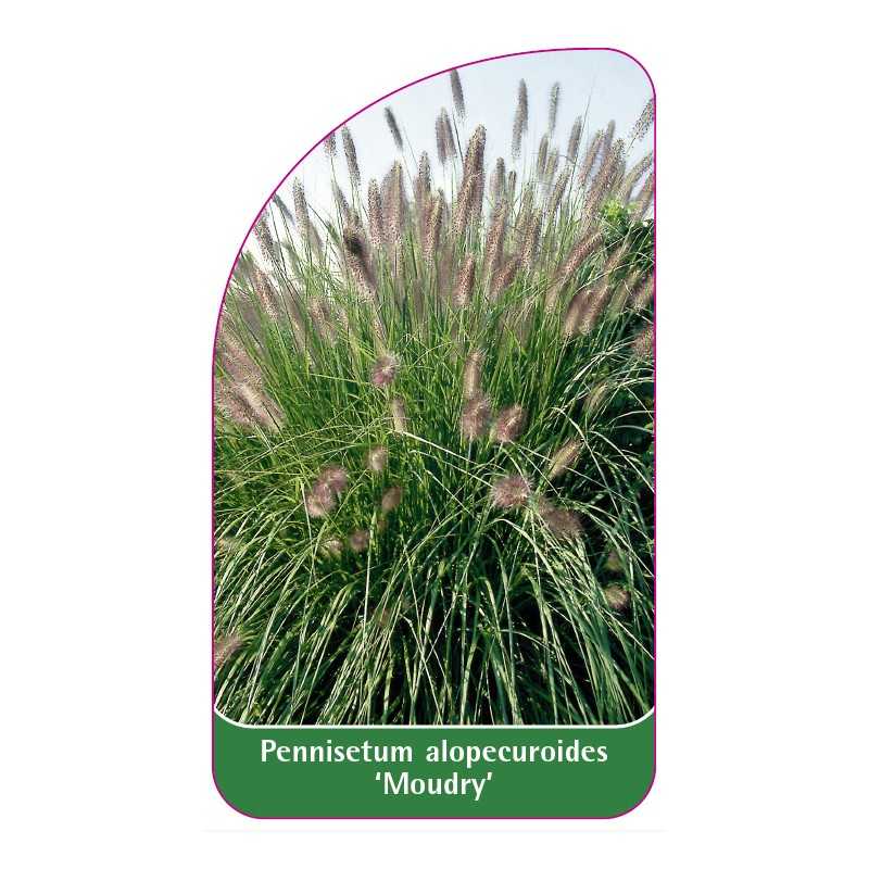 pennisetum-alopecuroides-moudry-1