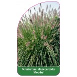 pennisetum-alopecuroides-moudry-1