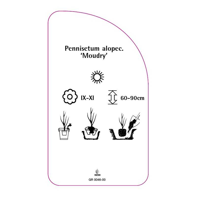 pennisetum-alopecuroides-moudry-0