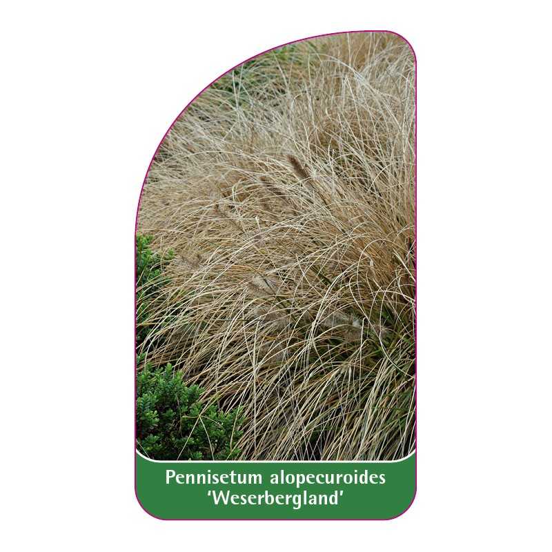 pennisetum-alopecuroides-weserbergland-1