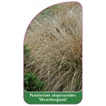 pennisetum-alopecuroides-weserbergland-1