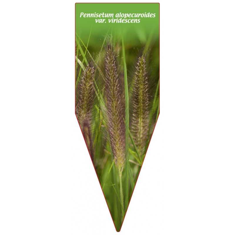 pennisetum-alopecuroides-var-viridescens1