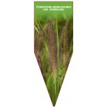 pennisetum-alopecuroides-var-viridescens1