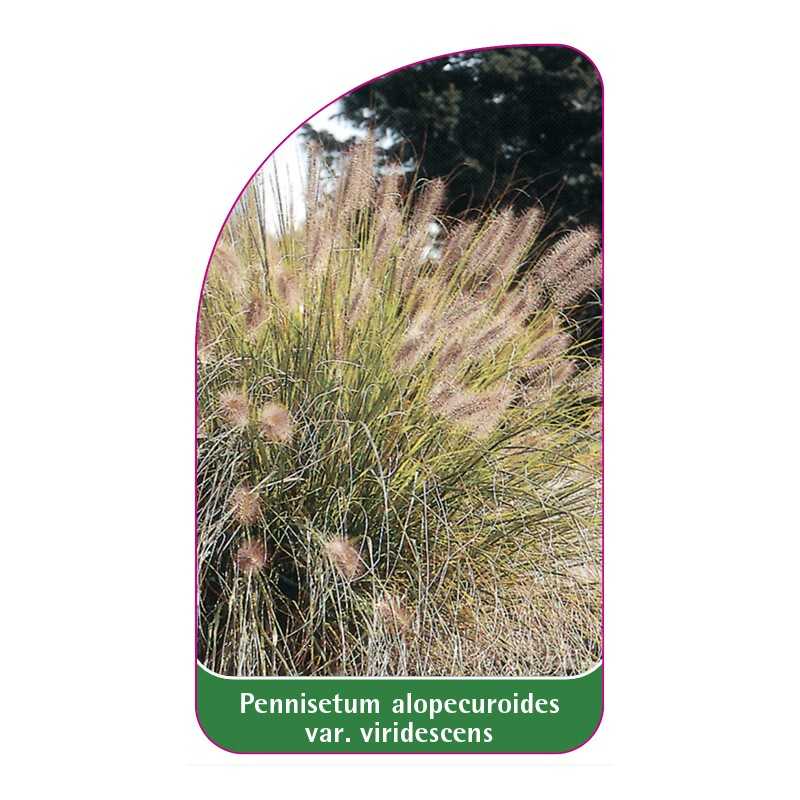 pennisetum-alopecuroides-var-viridescens-a1