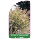 pennisetum-alopecuroides-var-viridescens-a1