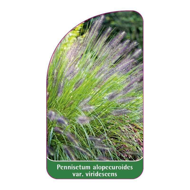 pennisetum-alopecuroides-var-viridescens-b1