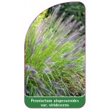 pennisetum-alopecuroides-var-viridescens-b1