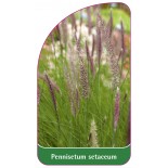 pennisetum-setaceum1