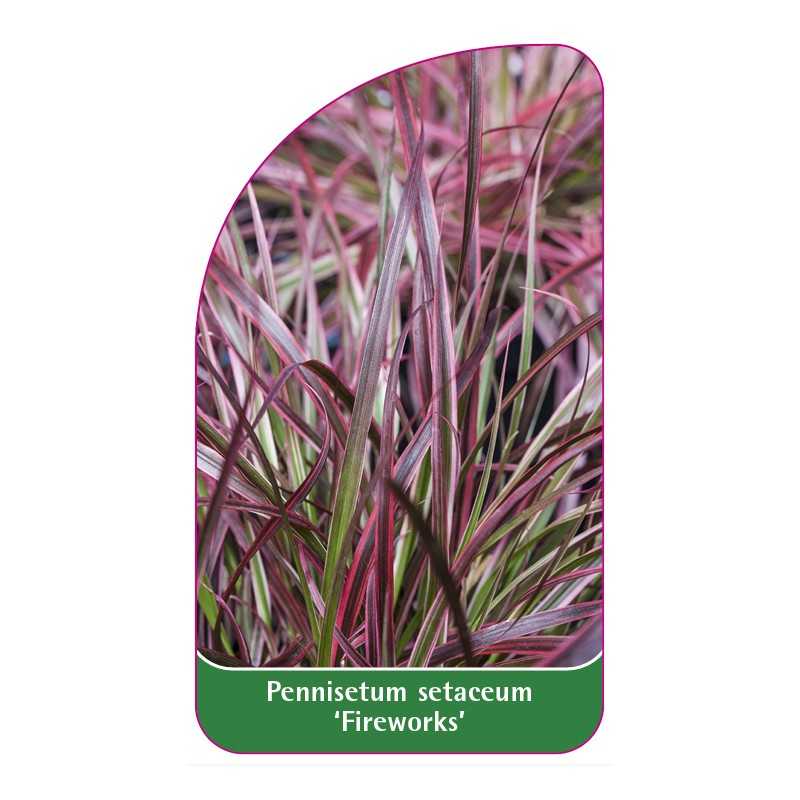 pennisetum-setaceum-fireworks-1