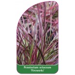 pennisetum-setaceum-fireworks-1