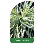 sesleria-caerulea1