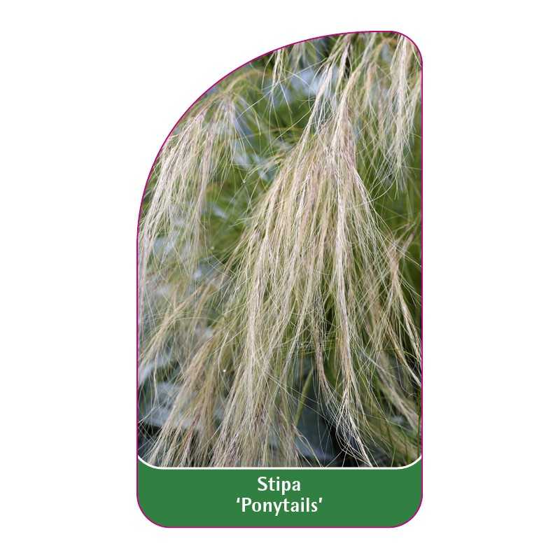 stipa-ponytails-1