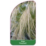 stipa-ponytails-1