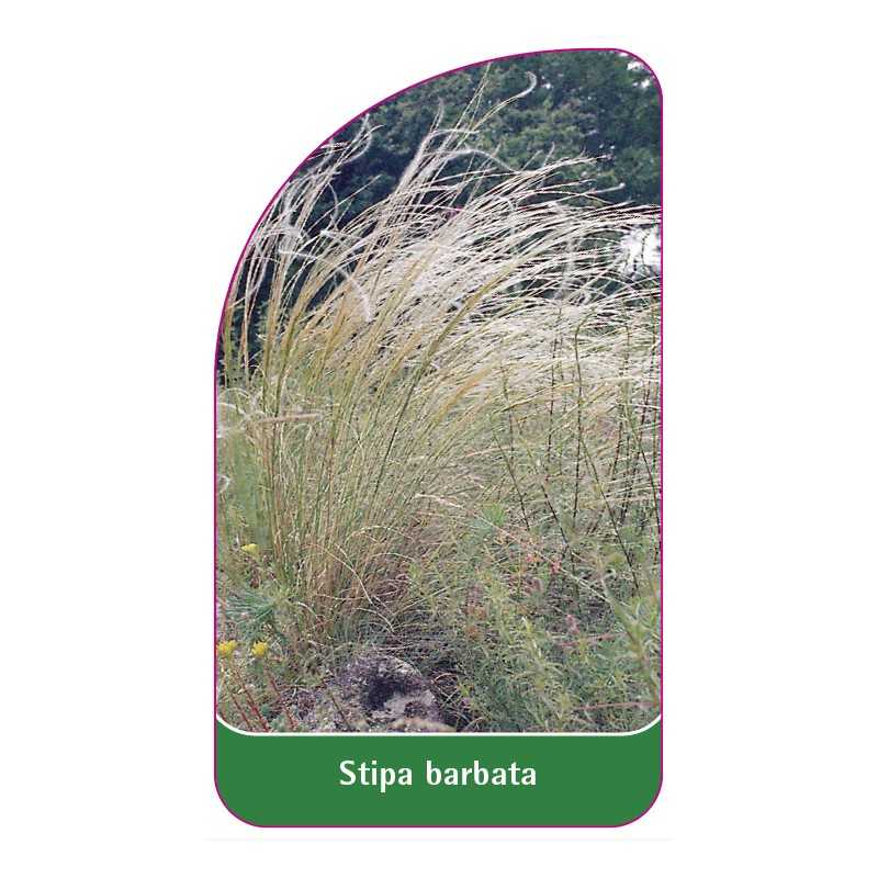 stipa-barbata1