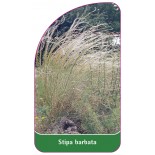 stipa-barbata1