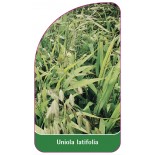 uniola-latifolia1