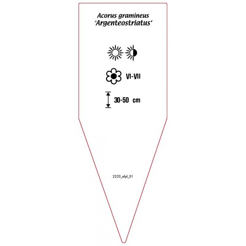 acorus-gramineus-argenteostriatus-b0