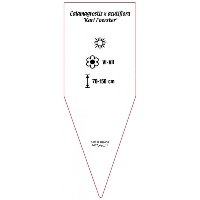 calamagrosis-x-acutiflora-karl-foerster-0