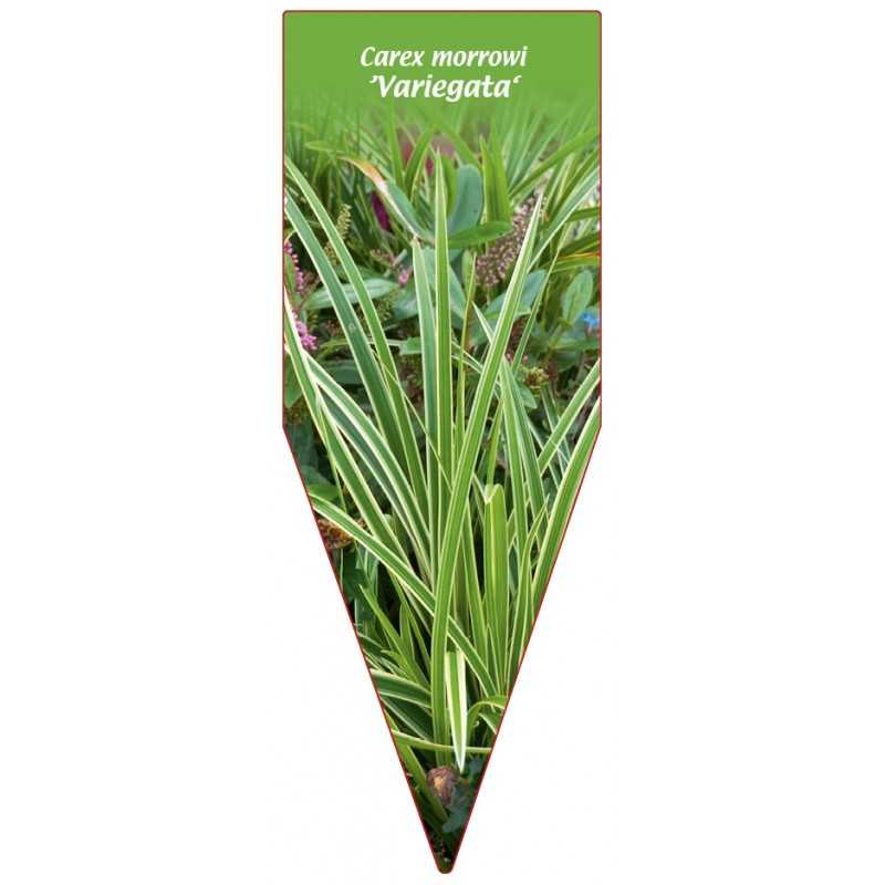 carex-morrowi-variegata-1