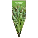 carex-morrowi-variegata-1