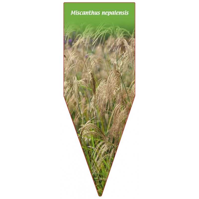 miscanthus-nepalensis1