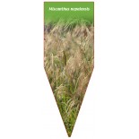 miscanthus-nepalensis1