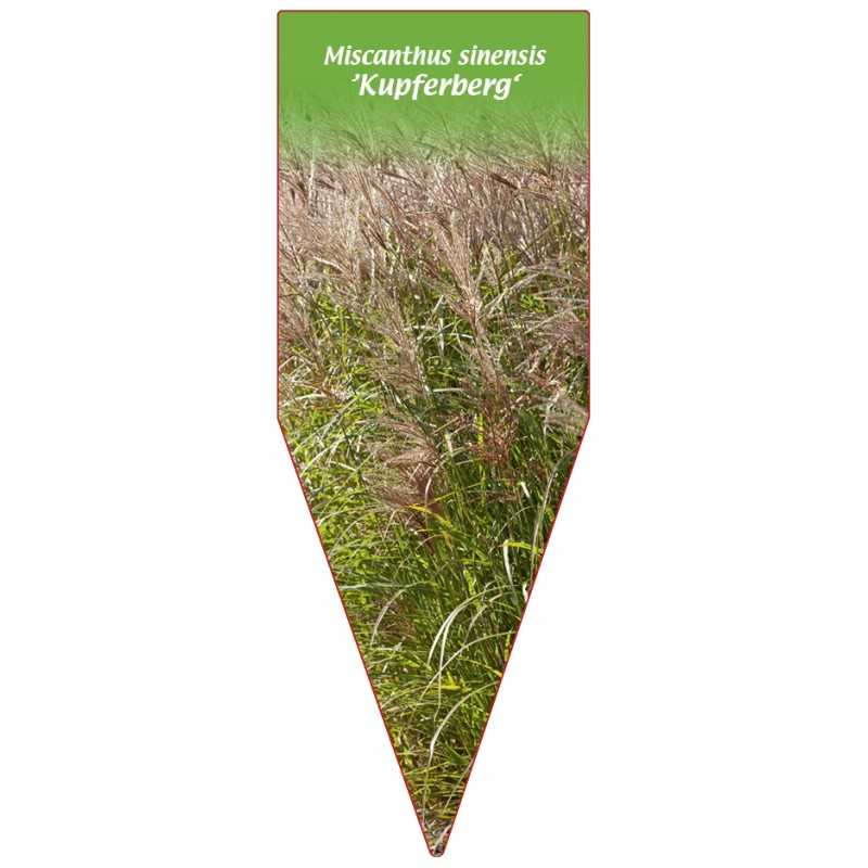 miscanthus-sinensis-kupferberg-1