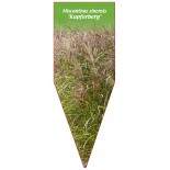 miscanthus-sinensis-kupferberg-1