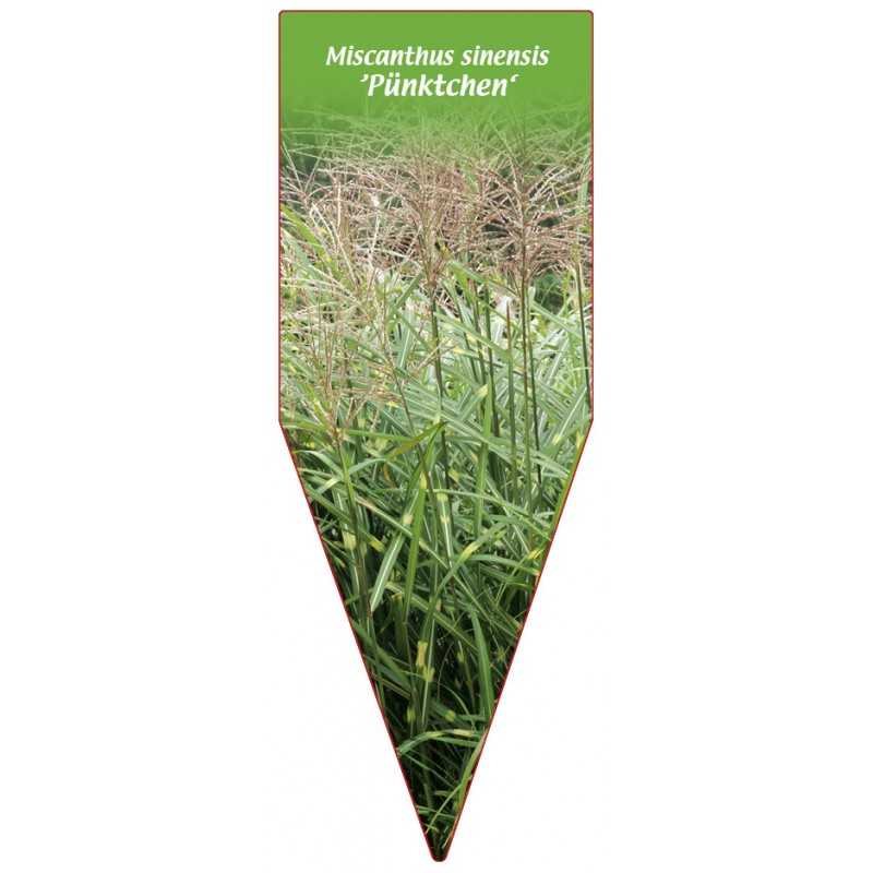 miscanthus-sinensis-punktchen-b1