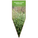 miscanthus-sinensis-punktchen-b1