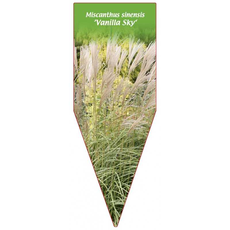 miscanthus-sinensis-vanilla-sky-1