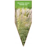 miscanthus-sinensis-vanilla-sky-1