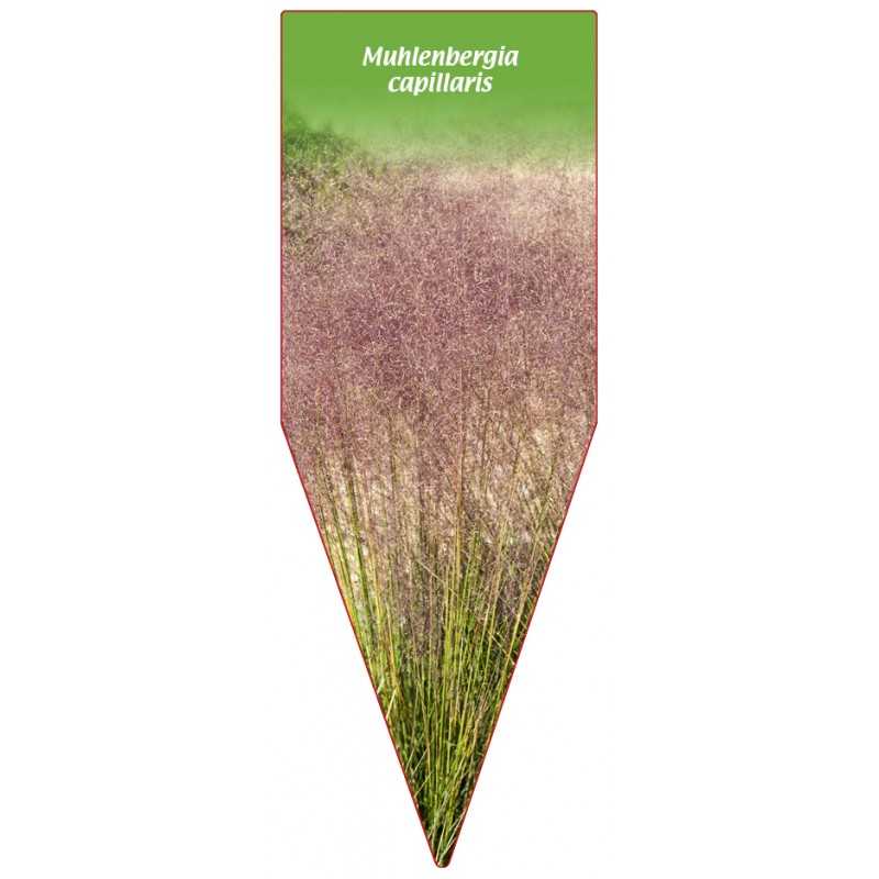 muhlenbergia-capillaris1