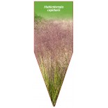 muhlenbergia-capillaris1