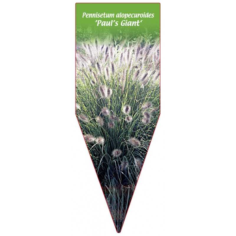 pennisetum-alopecuroides-paul-s-giant-b1