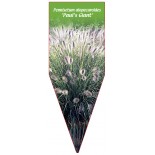 pennisetum-alopecuroides-paul-s-giant-b1