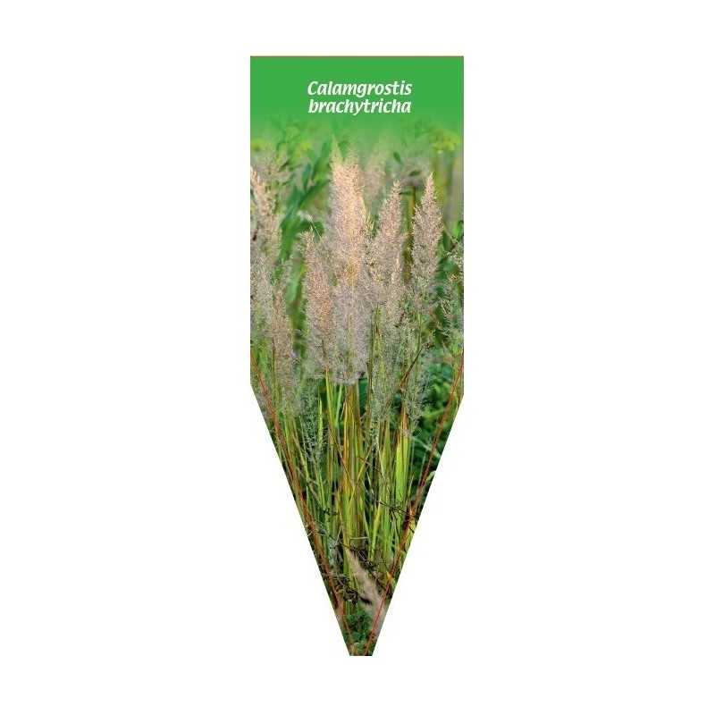 calamagrostis-brachytricha1