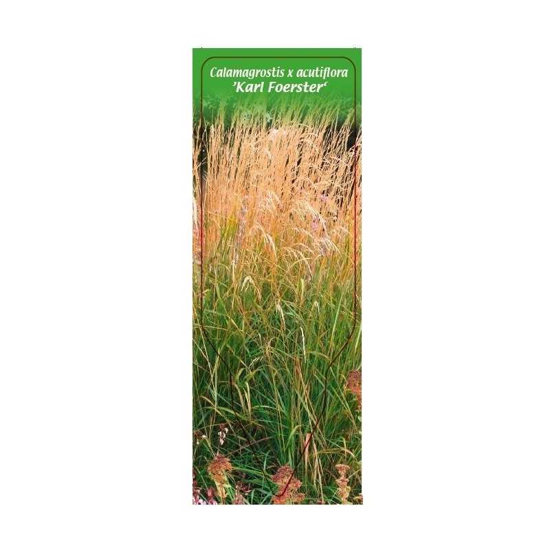 calamagrostis-x-acutiflora-karl-foerster-1