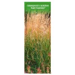 calamagrostis-x-acutiflora-karl-foerster-1