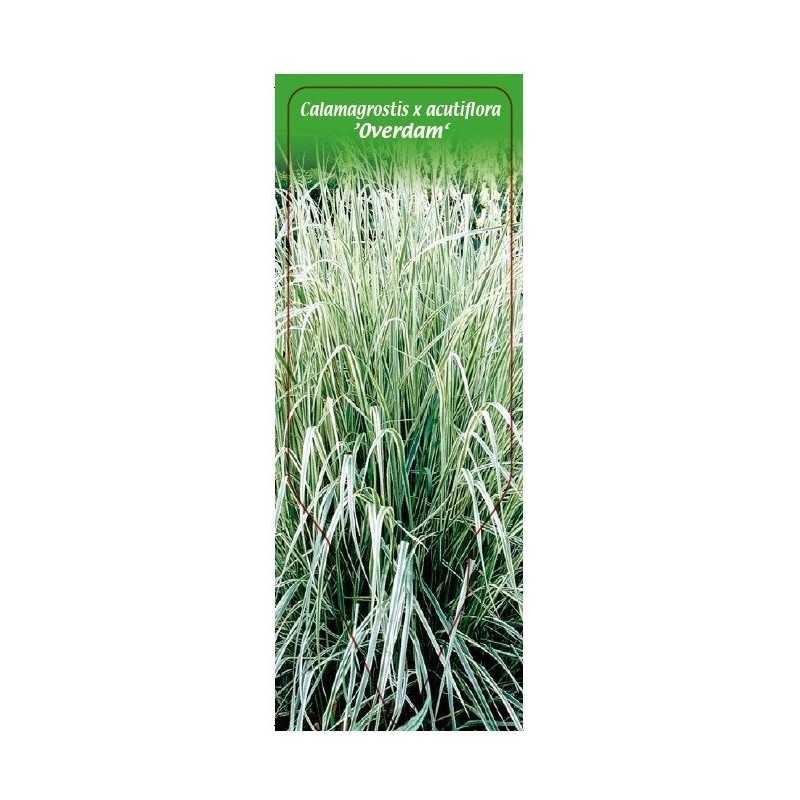 calamagrostis-x-acutiflora-overdam-1