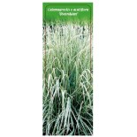 calamagrostis-x-acutiflora-overdam-1