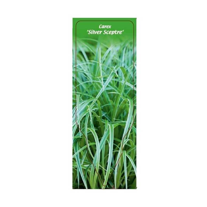 carex-silver-sceptre-1