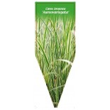 carex-brunnea-aureovariegata-1