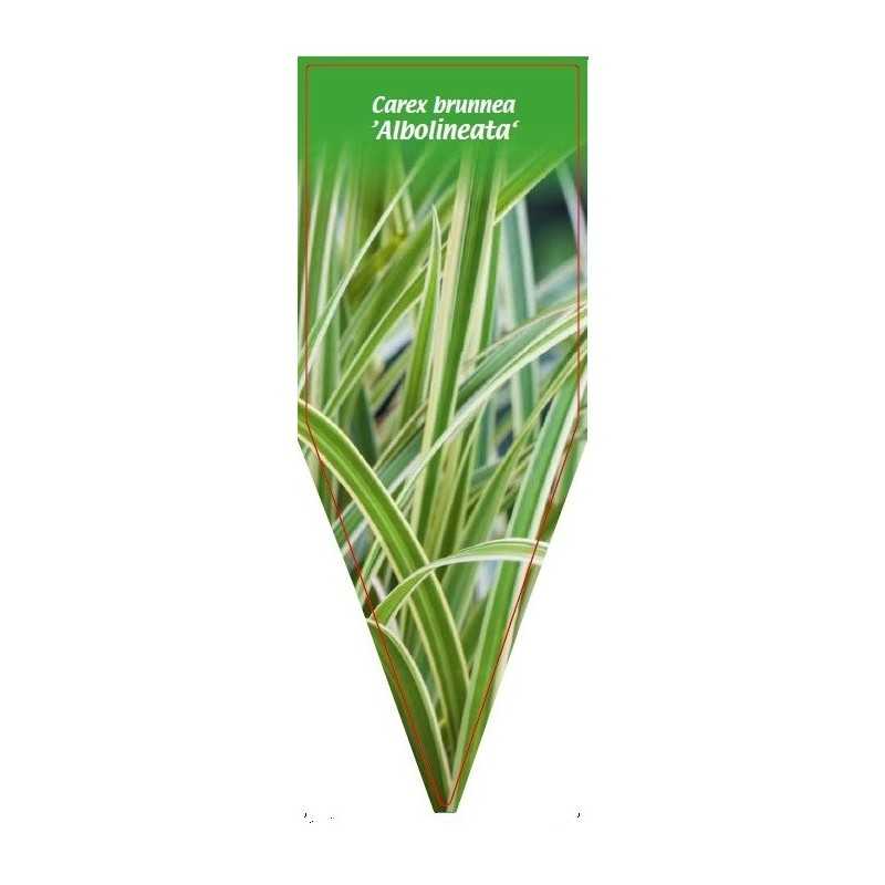 carex-brunnea-albolineata-1