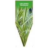 carex-brunnea-albolineata-1