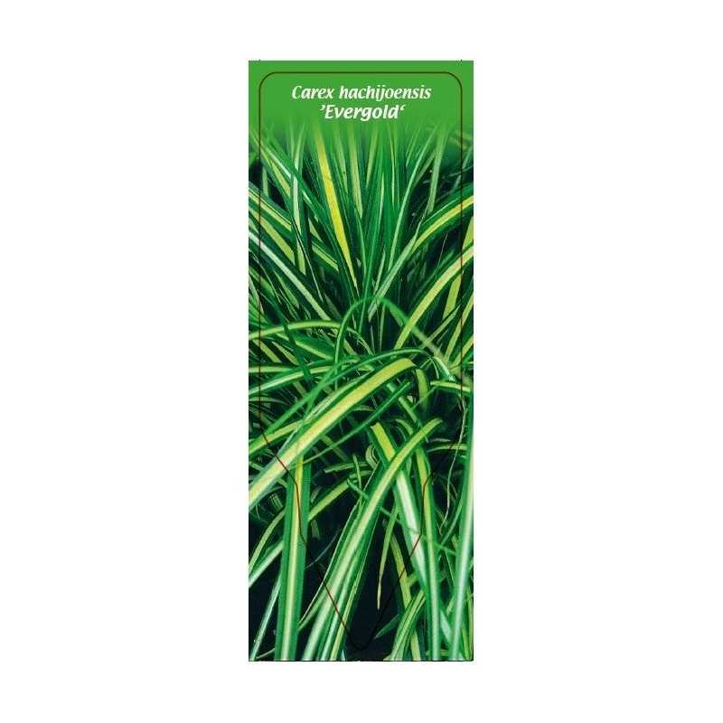 carex-hochijoensis-evergold-1